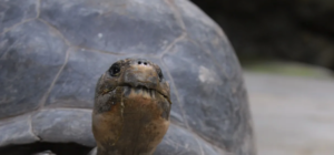 THE HISTORY-OF-THE-TORTOISE